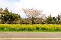 Canola blossm