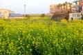 Canola blossm