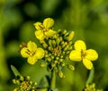 Canola blossom