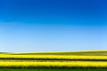 Canola or colza or cultivation field with blue sky Royalty Free Stock Photo