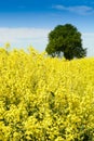 Canola or colza or cultivation field with blue sky Royalty Free Stock Photo