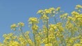 canola, colza, rapeseeds flowers against blue sky. sunny day. close up