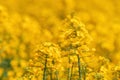 Canola crop in bloom. Yellow flower of rapeseed plant in cultivated agricultural field Royalty Free Stock Photo