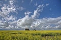 Canola Crop Canada