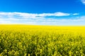 Canola crop farm field during summer