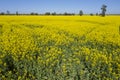 Canola crop in full bloom.