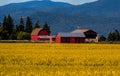 Canola Crop and Red Barns