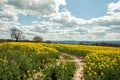 Canola crops in the English summer countryside. Royalty Free Stock Photo