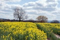 Canola crops in the English summer countryside. Royalty Free Stock Photo