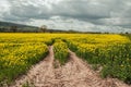 Canola crops in the English summer countryside. Royalty Free Stock Photo