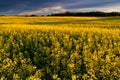 Canola Farm Royalty Free Stock Photo