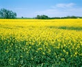 Canola Farm Field, Saskatchewan Canada Royalty Free Stock Photo