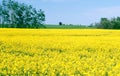 Canola Farm Field, Saskatchewan Canada