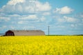 Canola Farm Landscape in Calgary Alberta with farmhouse Royalty Free Stock Photo