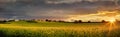 Canola farmlands as the sun sets Royalty Free Stock Photo