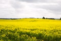 Canola feild Royalty Free Stock Photo