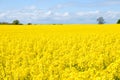 Canola field Royalty Free Stock Photo