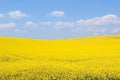 Canola field Royalty Free Stock Photo