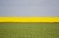 Canola field Royalty Free Stock Photo