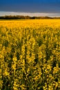 Canola Field Royalty Free Stock Photo