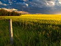 Canola Field Royalty Free Stock Photo