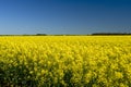 Canola Field