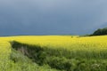 Canola field against stormy sky Royalty Free Stock Photo