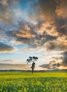 Canola field Australia. Royalty Free Stock Photo