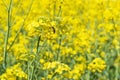 Bee pollinating a rapeseed flower Royalty Free Stock Photo