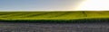 Canola field. Biofuels. panorama