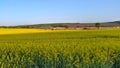 Canola field . biofuels. wide angle.