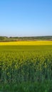 Canola field . biofuels. wide angle.