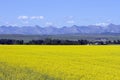 Canola Field In Bloom Alberta Royalty Free Stock Photo