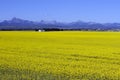 Canola Field In Bloom Alberta Royalty Free Stock Photo