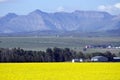 Canola Field In Bloom Alberta Royalty Free Stock Photo