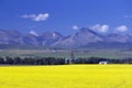 Canola Field In Bloom Alberta Royalty Free Stock Photo