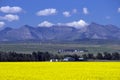 Canola Field In Bloom Alberta Royalty Free Stock Photo