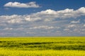 Yellow Canola Field In Bloom Alberta Royalty Free Stock Photo