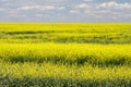 Yellow Canola Field In Bloom Alberta Royalty Free Stock Photo