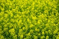 Canola field blooming yellow