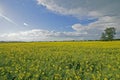 Canola Field and Blue Skies Royalty Free Stock Photo