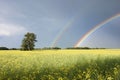 Canola Field and Blue Skies Royalty Free Stock Photo