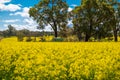 Canola field with blue skies in Perth WA Royalty Free Stock Photo