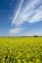 Canola field blue sky Royalty Free Stock Photo