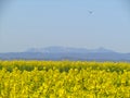 Canola blooms. Field of Brassica Napus with blue background