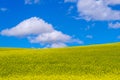 Canola Field on a Bright Blue Sky with Puffy White Clouds