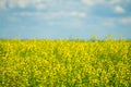 Canola Field in Calgary Alberta ready for harvest Royalty Free Stock Photo