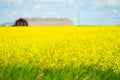 Canola Field Calgary Alberta ready for harvest Royalty Free Stock Photo