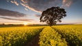 canola field