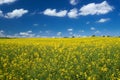 Canola field with cumulus